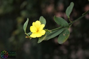 jasminum fruticans